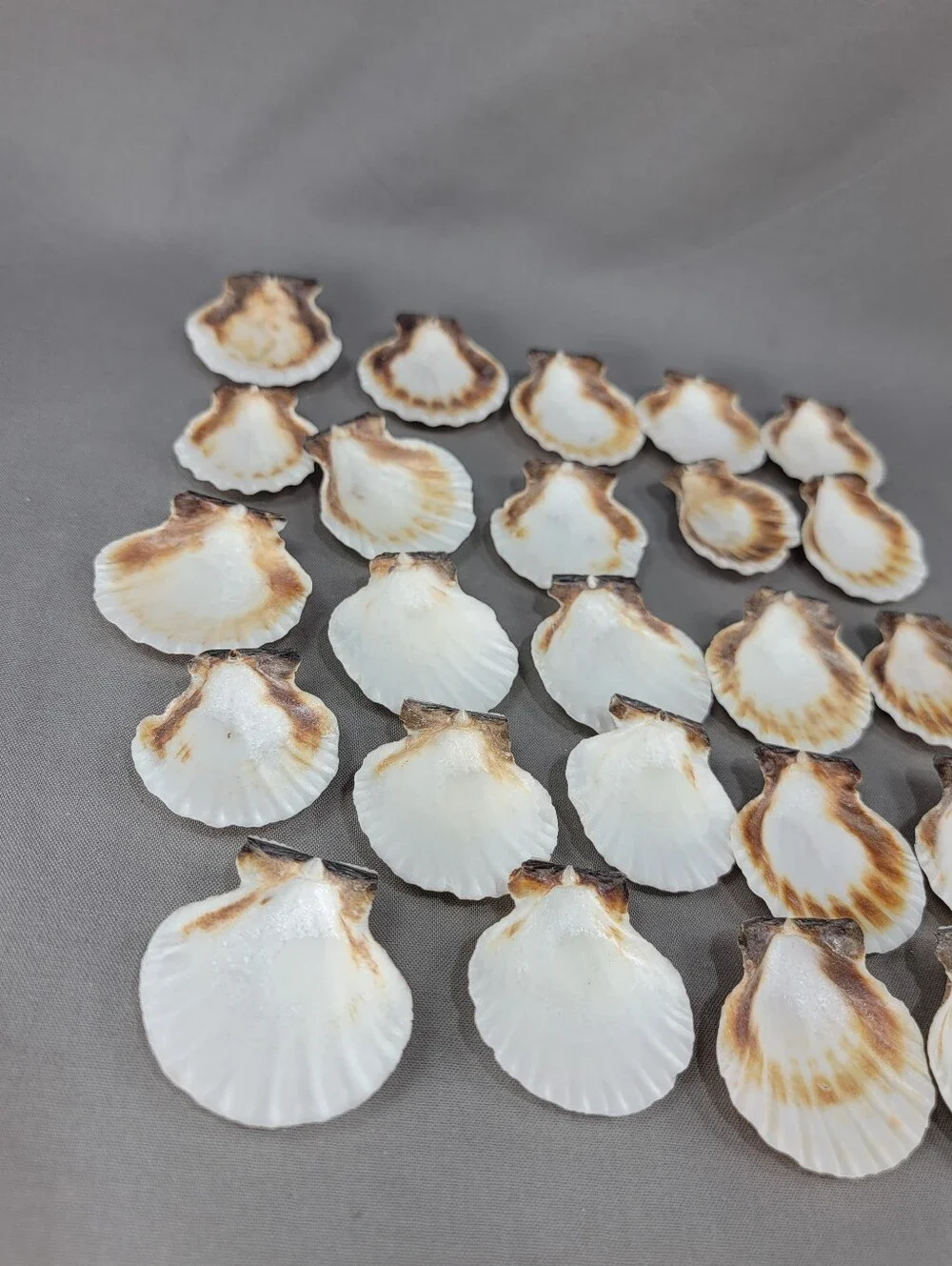 Scallop Seashell Shell Coastal Beach Decor Crafts Miscellaneous Lot